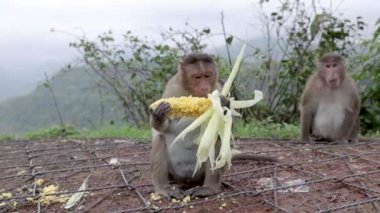 corn eating monkey western indian specie of monkey