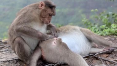 video footage of monkey cleaning wounds of other monkey