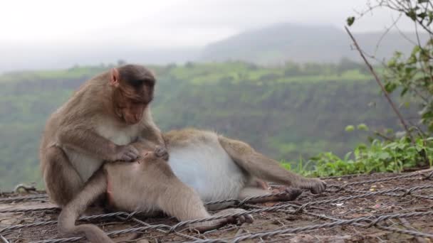 猴子清洁其他猴子伤口的录像 — 图库视频影像