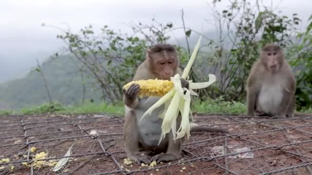 Corn Eating Monkey Western Indian Specie Monkey — Video Stock