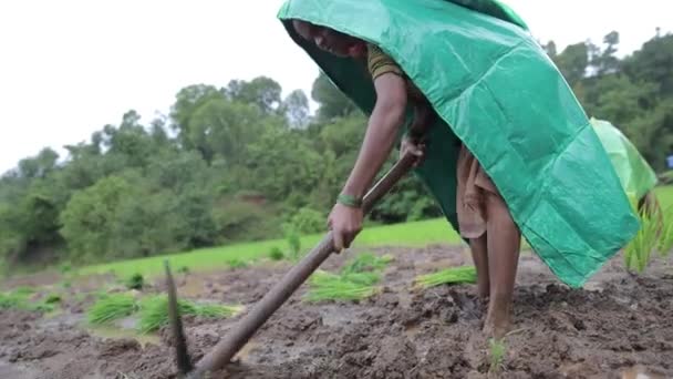 Farmer Sowing Rice Crops Maharashtra India — Stockvideo