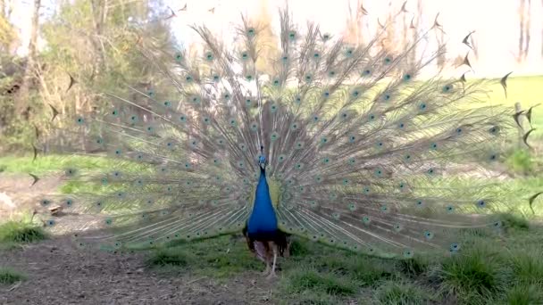 Peacock Flaring Park Display Beauty — Video Stock