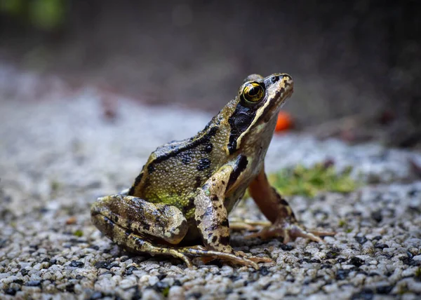 stock image european common grass frog Rana temporaria amphibean