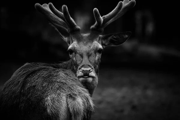 Male Deer Black White Portrait Stag Horns Image Artistic — Stock Photo, Image