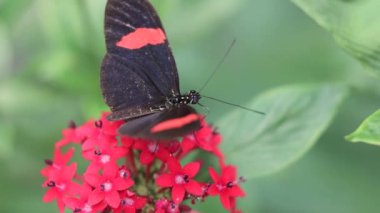 Kelebek doğadaki kelebek çiçeği bitkisi 