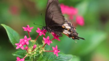 Güzel kelebek ağır çekimde 