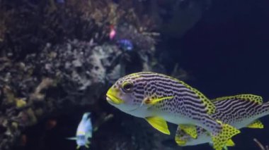 Renkli bir balığa yaklaş