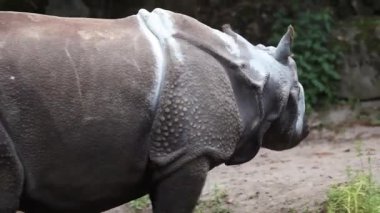 Vahşi Gergedan Hayvanat Bahçesi Klibi 50 Fps video gezintisi