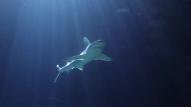 Güneş ışınları ve alevli su altı sahnesi ile sualtı köpekbalığı, güzel bir balık manzarası, su altı arka planı