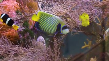 Akvaryumdaki güzel renkli balıklar güzel deniz akvaryumu 50 fps video seçici odak arkaplanı bulanıklığı