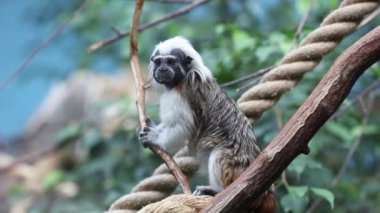 maymun hayvanat bahçesinde pamuk üst tamarin cüce maymun maymun video seçici odak arkaplan bulanıklığı