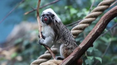 maymun doğada pamuk top tamarin cüce maymun maymun video seçici odak arkaplan bulanıklığı