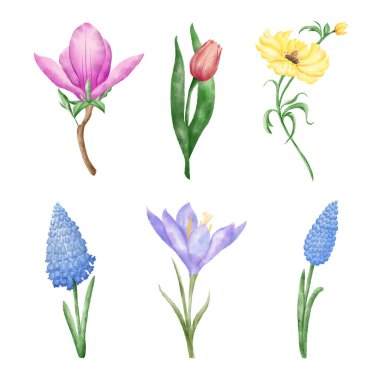 Bir dizi suluboya el çizilmiş bahar çiçekleri. 