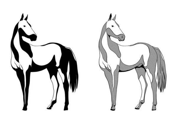 Vektorritning Svartvita Grafiska Hästar Stående — Stock vektor