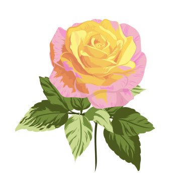 Pembe ve sarı güller vektör çizim