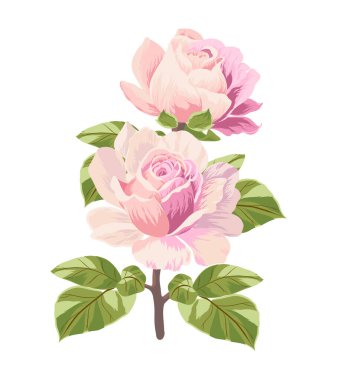 İki tomurcuklu pembe gülün vektör çizimi