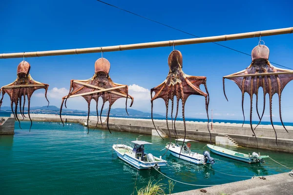 Sun Dried Octopus Hanging Bamboo Amakusa Coast Kumamoto Prefecture Japan Imagens Royalty-Free