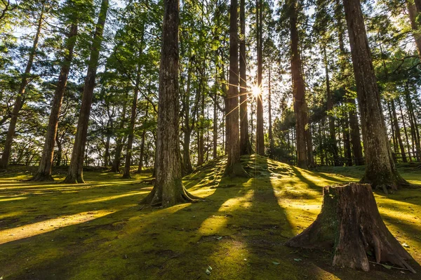 Sun Ray Coming Pine Forest Obi Kyushu Japan — Stock Photo, Image