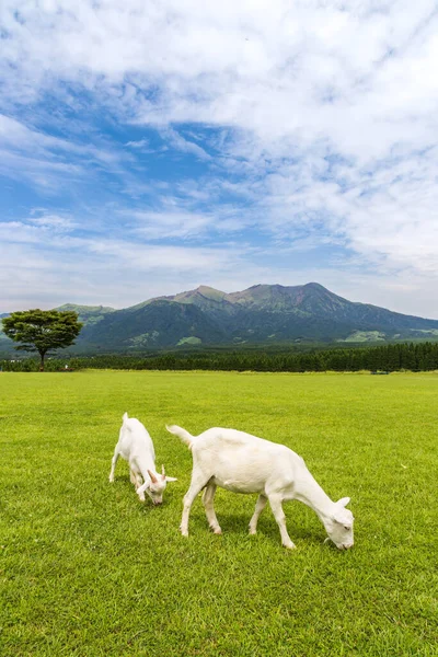 Ziegen Fressen Gras Auf Einer Farm Der Nähe Des Aso — Stockfoto