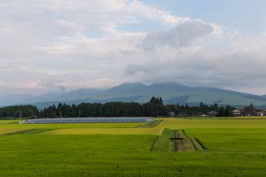 Japonya 'da Aso, Kumamoto' da yeşil pirinç tarlası çevrildi..