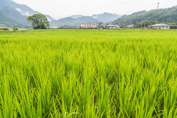 Green Rice Field Rural Yufuin Oita Japan — Stock Photo, Image