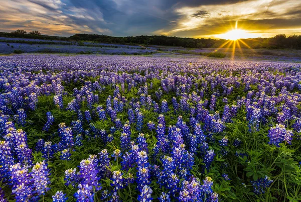 Texas Bluebonnet Field Sunset Muleshoe Bend Recreation Area — Stock Photo, Image