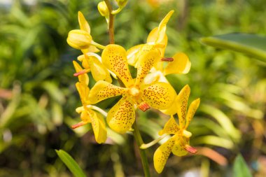 Bahçede sarı orkide