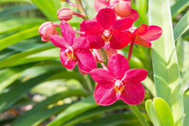 Kırmızı vanda Orkide Bahçe.