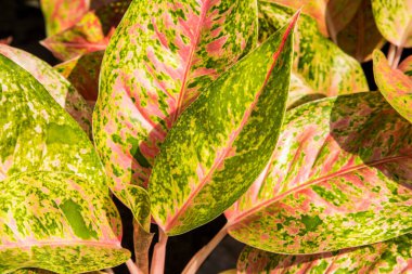 Dekoratif bitkilerin kırmızı ve yeşil yapraklarını kapat