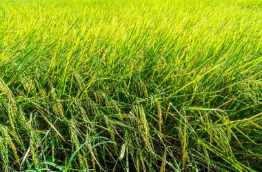 Yazın tarladaki yeşil pirinç mahsulünü kapatın.