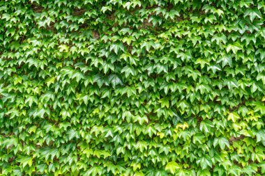 Taze yeşil sarmaşık yaprakları beton duvar arkasını kaplar.