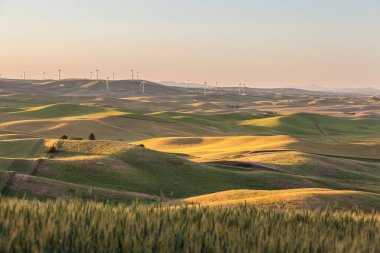 Wind Turbines farm in rolling wheat field in in Palouse region, Washington, USA clipart