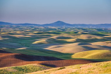 Doğu Washington 'daki Palouse bölgesinde yeşil ekin tarlaları, ABD.