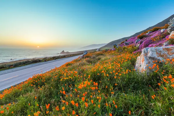 Gün batımında Big Sur 'da yabani çiçekler ve Kaliforniya kıyıları