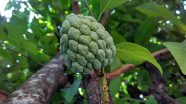 Srikaya fruit on the tree looks fruit texture