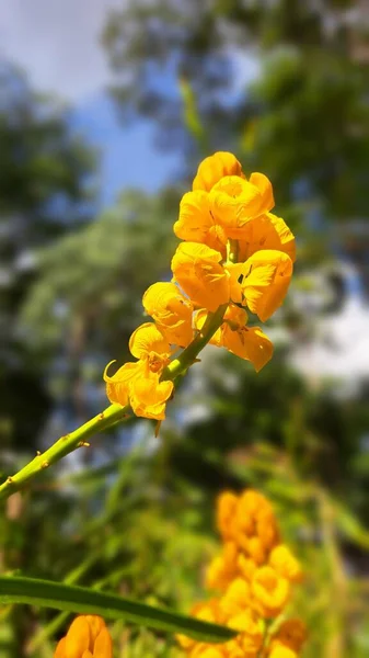 Yellow Flower Wild Flowers — Stock Photo, Image