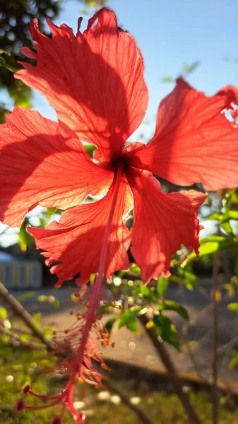 Cabeza Flor Naranja Flor — Foto de Stock