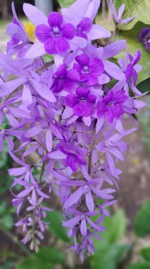 Bahçedeki güzel mor çiçek