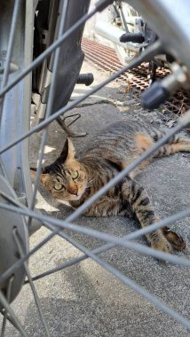 Bir kedi motosiklet tellerinin arkasına bakıyor..