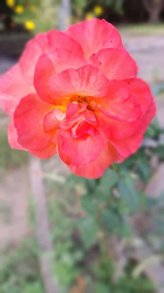 Belle Rose Dans Jardin — Photo