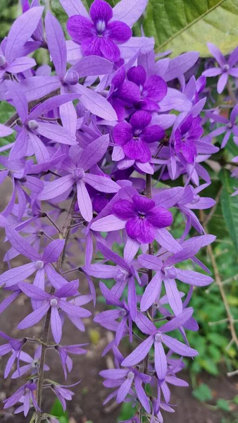 Krásná Fialová Květina Zahradě — Stock fotografie