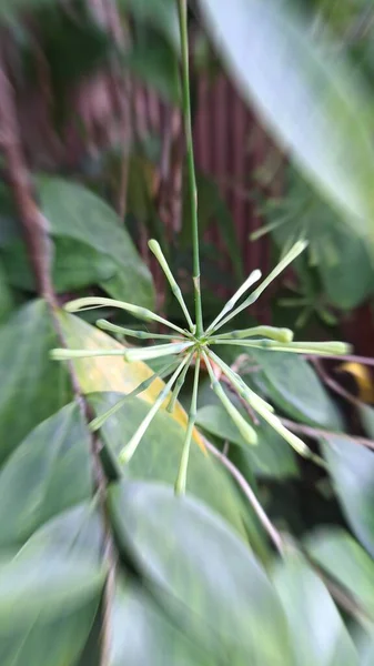 Detailní Záběr Zelené Rostliny Větev — Stock fotografie