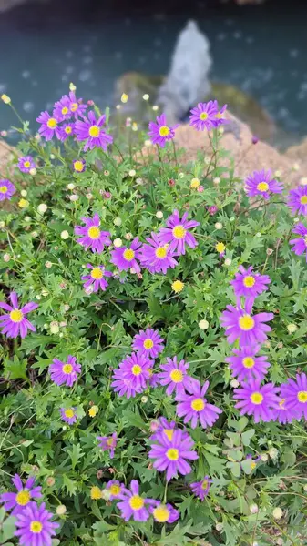 Piękne Kwiaty Przyrodzie Tło Letnie — Zdjęcie stockowe