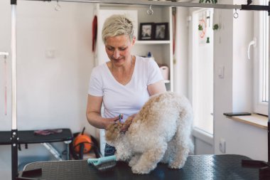 Makas tutan kadın bir köpeği tımar ediyor.