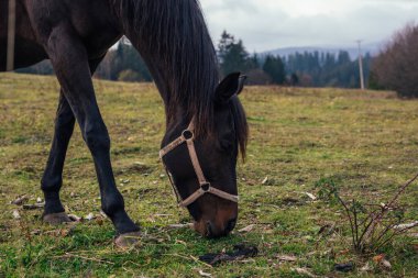 At yiyen otların yakın görüntüsü