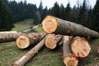 Yerde bir odun yığını var.