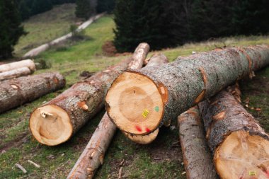 Doğranmış ağaç gövdesinin yakın görüntüsü