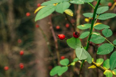 Gül kalçalı yaban gülünün yakın görüntüsü