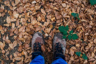 Ormandaki botların genel görünüşü
