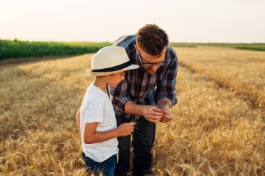 Father and son examine wheat crops in the field